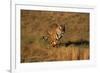 Bengal Tiger Running in Field-DLILLC-Framed Photographic Print