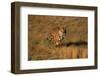 Bengal Tiger Running in Field-DLILLC-Framed Photographic Print