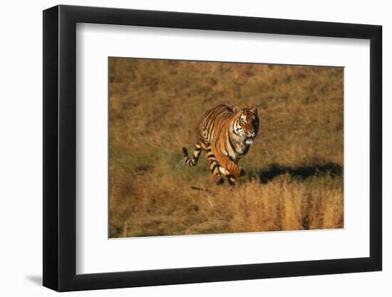 Bengal Tiger Running in Field-DLILLC-Framed Photographic Print