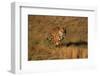 Bengal Tiger Running in Field-DLILLC-Framed Photographic Print