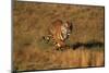 Bengal Tiger Running in Field-DLILLC-Mounted Photographic Print