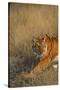 Bengal Tiger Running in Field-DLILLC-Stretched Canvas