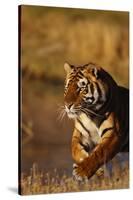 Bengal Tiger Running in Field-DLILLC-Stretched Canvas