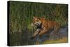 Bengal Tiger Running in Marsh-DLILLC-Stretched Canvas