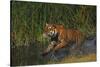 Bengal Tiger Running in Marsh-DLILLC-Stretched Canvas