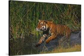 Bengal Tiger Running in Marsh-DLILLC-Stretched Canvas