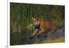 Bengal Tiger Running in Marsh-DLILLC-Framed Photographic Print