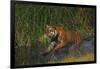 Bengal Tiger Running in Marsh-DLILLC-Framed Photographic Print