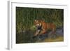 Bengal Tiger Running in Marsh-DLILLC-Framed Photographic Print