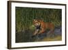 Bengal Tiger Running in Marsh-DLILLC-Framed Photographic Print