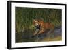 Bengal Tiger Running in Marsh-DLILLC-Framed Photographic Print