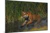 Bengal Tiger Running in Marsh-DLILLC-Mounted Photographic Print