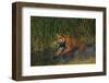 Bengal Tiger Running in Marsh-DLILLC-Framed Photographic Print