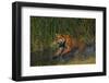 Bengal Tiger Running in Marsh-DLILLC-Framed Photographic Print