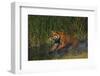 Bengal Tiger Running in Marsh-DLILLC-Framed Photographic Print