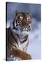 Bengal Tiger Running in Snow-DLILLC-Stretched Canvas