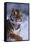 Bengal Tiger Running in Snow-DLILLC-Framed Stretched Canvas