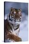 Bengal Tiger Running in Snow-DLILLC-Stretched Canvas
