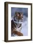 Bengal Tiger Running in Snow-DLILLC-Framed Photographic Print