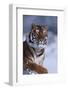 Bengal Tiger Running in Snow-DLILLC-Framed Photographic Print