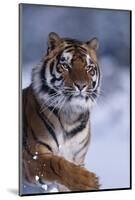 Bengal Tiger Running in Snow-DLILLC-Mounted Photographic Print