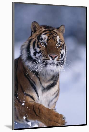 Bengal Tiger Running in Snow-DLILLC-Mounted Photographic Print