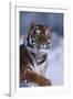 Bengal Tiger Running in Snow-DLILLC-Framed Photographic Print