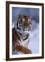 Bengal Tiger Running in Snow-DLILLC-Framed Photographic Print