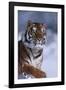 Bengal Tiger Running in Snow-DLILLC-Framed Photographic Print