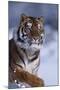 Bengal Tiger Running in Snow-DLILLC-Mounted Photographic Print