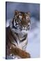 Bengal Tiger Running in Snow-DLILLC-Stretched Canvas