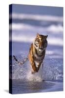 Bengal Tiger Running in Surf-DLILLC-Stretched Canvas