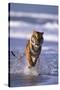 Bengal Tiger Running in Surf-DLILLC-Stretched Canvas