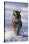 Bengal Tiger Running in Surf-DLILLC-Stretched Canvas
