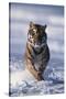 Bengal Tiger Running in Surf-DLILLC-Stretched Canvas