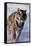 Bengal Tiger Running in Surf-DLILLC-Framed Stretched Canvas