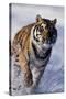 Bengal Tiger Running in Surf-DLILLC-Stretched Canvas