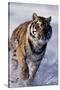 Bengal Tiger Running in Surf-DLILLC-Stretched Canvas