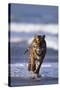 Bengal Tiger Running in Surf-DLILLC-Stretched Canvas