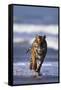 Bengal Tiger Running in Surf-DLILLC-Framed Stretched Canvas