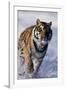 Bengal Tiger Running in Surf-DLILLC-Framed Photographic Print