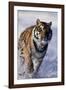 Bengal Tiger Running in Surf-DLILLC-Framed Photographic Print