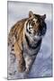 Bengal Tiger Running in Surf-DLILLC-Mounted Photographic Print