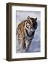 Bengal Tiger Running in Surf-DLILLC-Framed Photographic Print