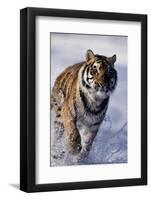 Bengal Tiger Running in Surf-DLILLC-Framed Photographic Print