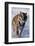 Bengal Tiger Running in Surf-DLILLC-Framed Photographic Print