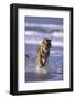 Bengal Tiger Running in Surf-DLILLC-Framed Photographic Print