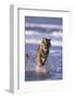 Bengal Tiger Running in Surf-DLILLC-Framed Photographic Print