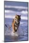 Bengal Tiger Running in Surf-DLILLC-Mounted Photographic Print