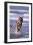 Bengal Tiger Running in Surf-DLILLC-Framed Photographic Print